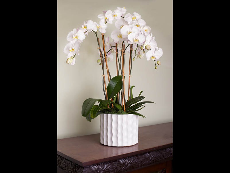 White_Phael-Orchid_7582